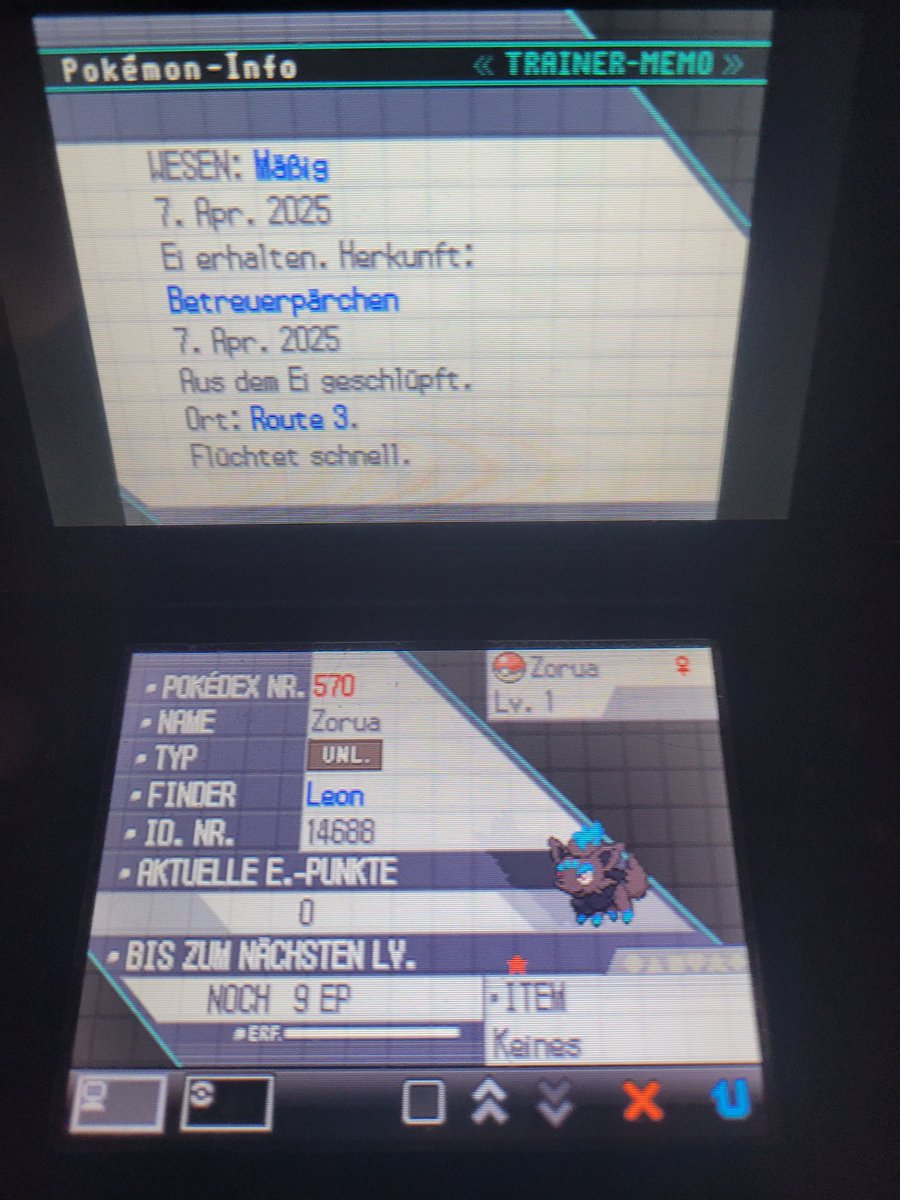 GianPfaender's tweet image. OMFG!!!!!!! Full odds shiny female zorua in white after 955 eggs. I can't believe it.
