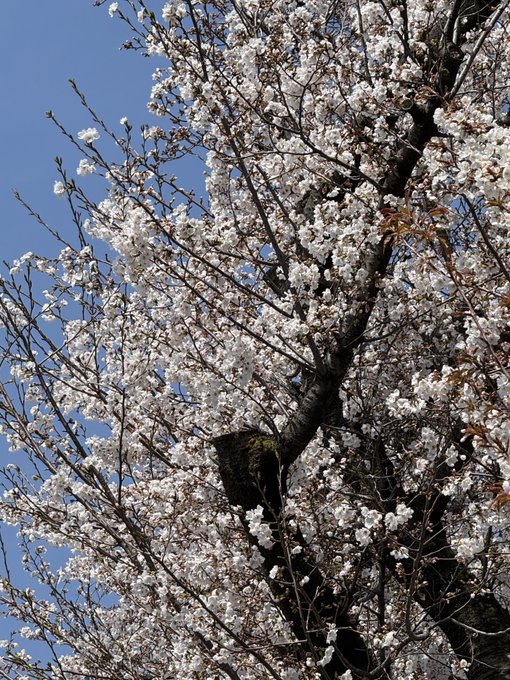 我が家の前も咲き誇り也 