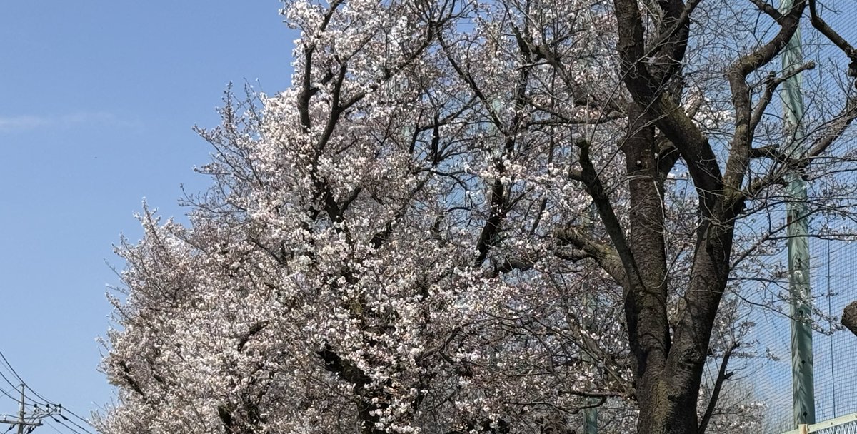 我が家の前も咲き誇り也 