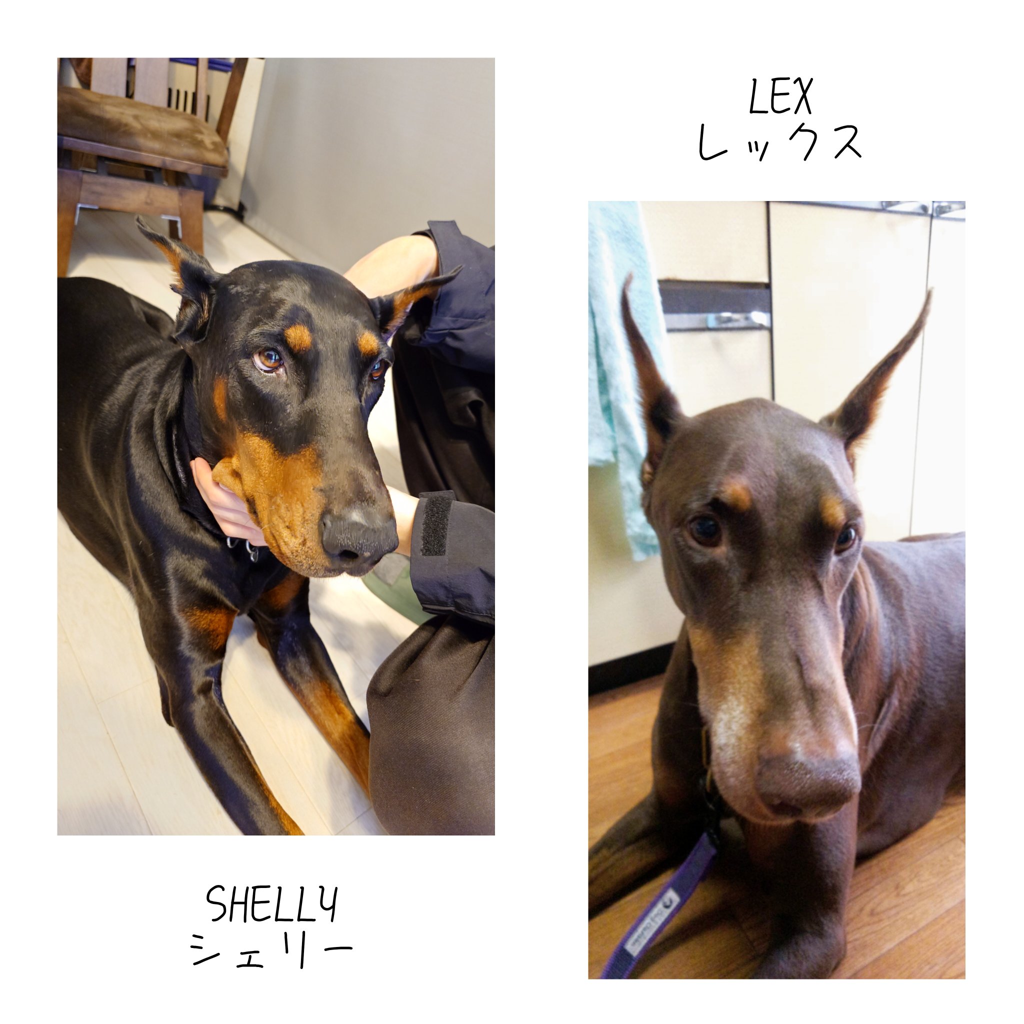 ドーベルマン様 ドーベルマン tシャツ | FreeStylejp