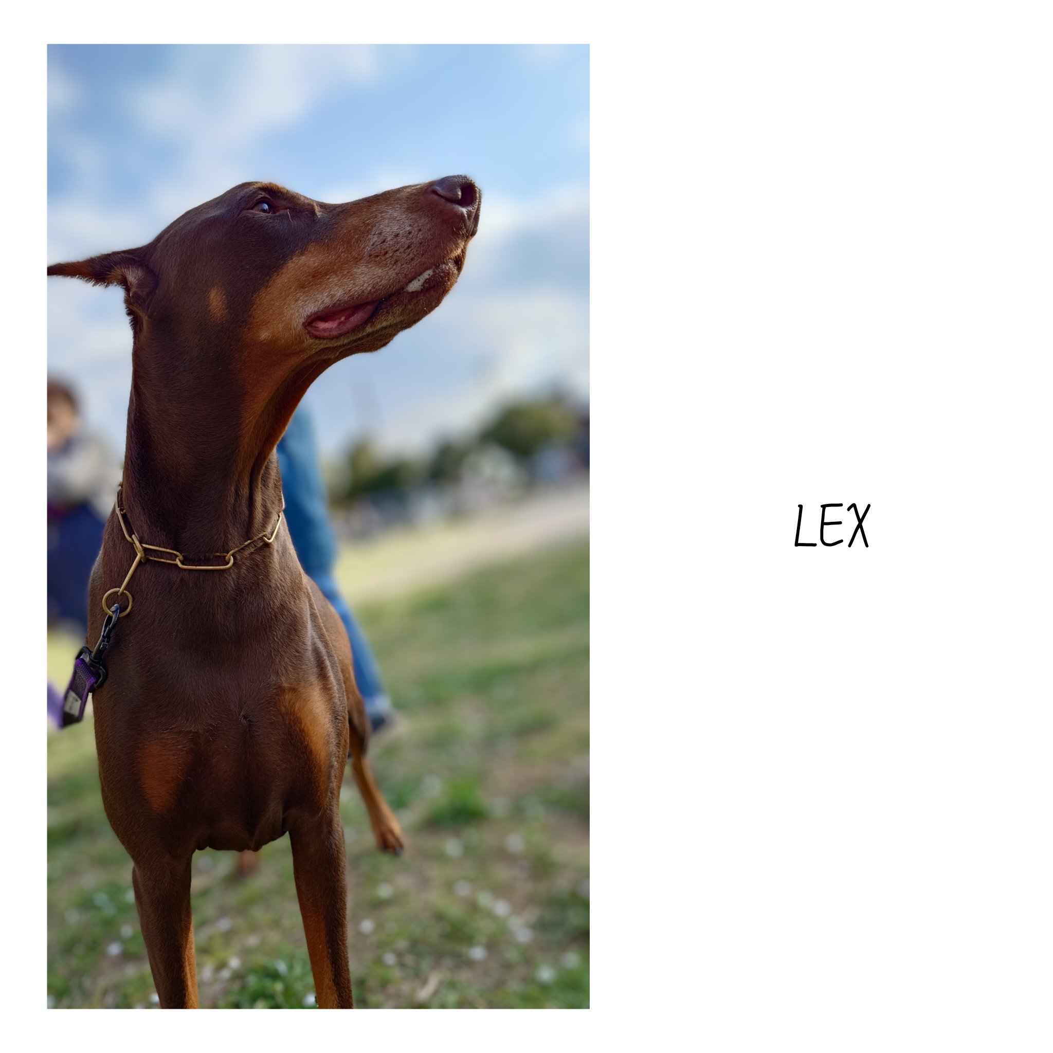 ドーベルマン様 ドーベルマン tシャツ | FreeStylejp