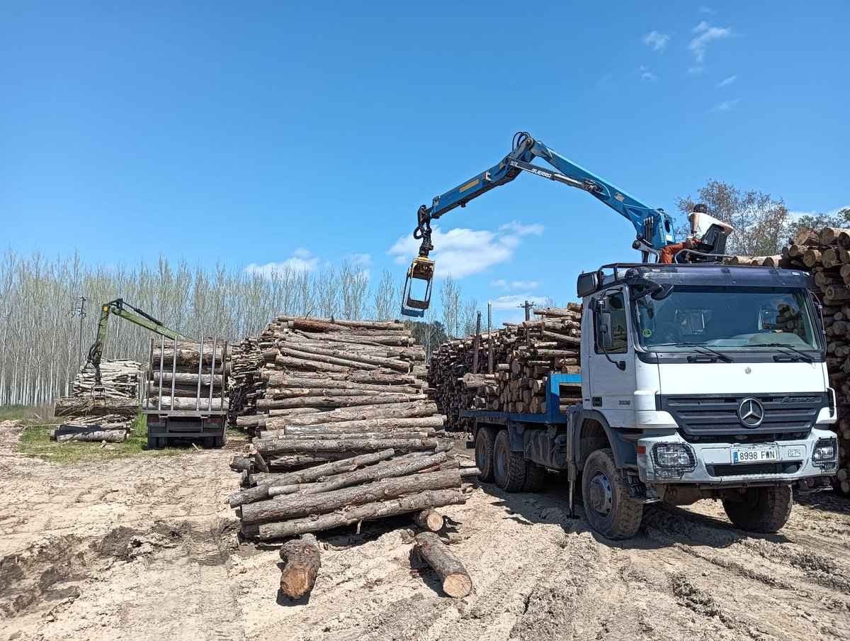 Cooperativa Forestal tweet media