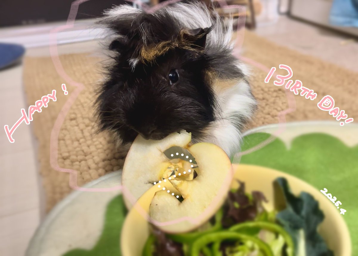 _ya_kan's tweet image. ひじきさん2歳のお誕生日おめでとう🎉
おいしいものいっぱい食べてこれからも元気にうちで暮らしていこうね〜
お迎えしたての頃に比べたらすこーし落ち着きが出てきてカイヌシも安心🌸(元気すぎて心配だった)