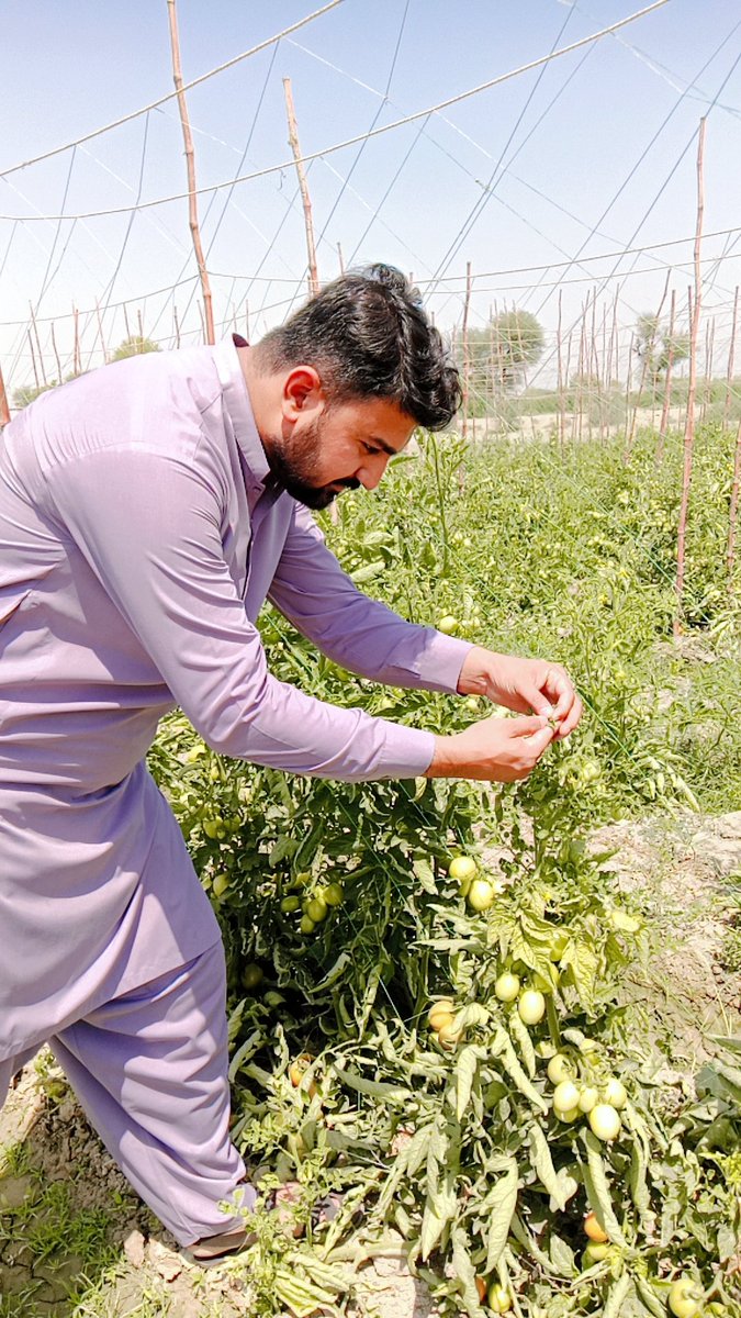Field Activity 
Can you tell the Vegetable Name?
