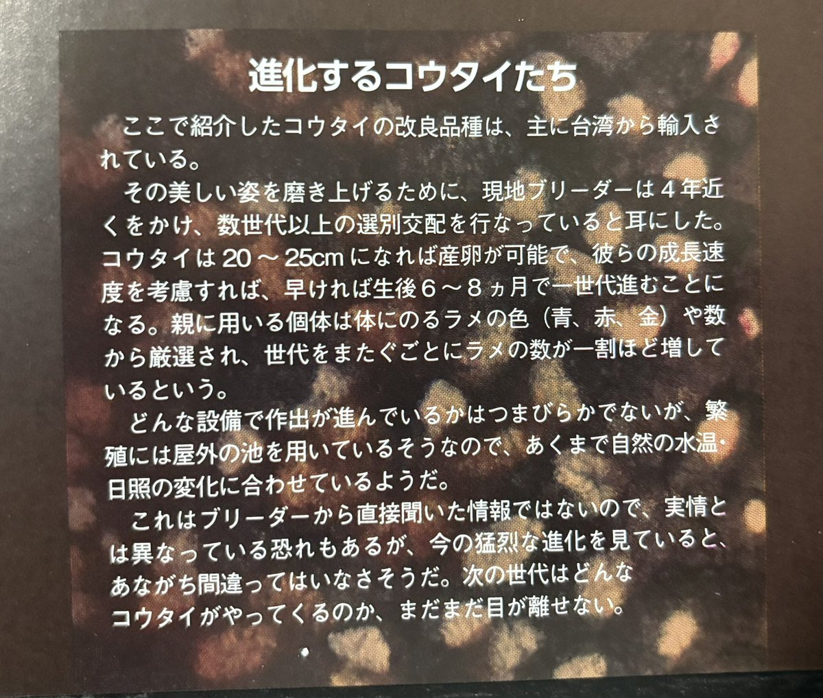 実は、改良コウタイに関するすべての経緯を知ってます。

例えば、今繁殖している人(提供者)は、この魚を最初に改良した人ではないです。こういうことって、海外の方々には分かるわけがないです。

まぁ、時間があれば、改めて投稿して詳しく語っていこうと思います。

↓アクアライフ 2023年 7月号