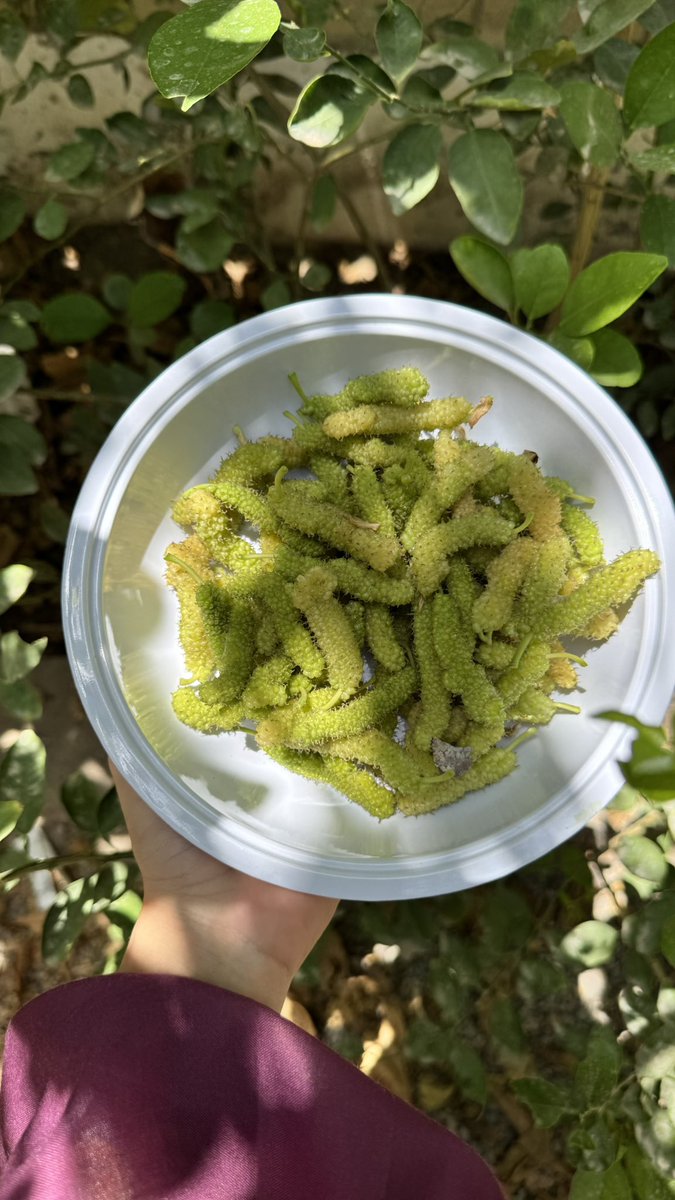 بداية موسم الفرصاد 🌿🍇
الصنف في الصورة سكري بعكس الأحمر الحامض