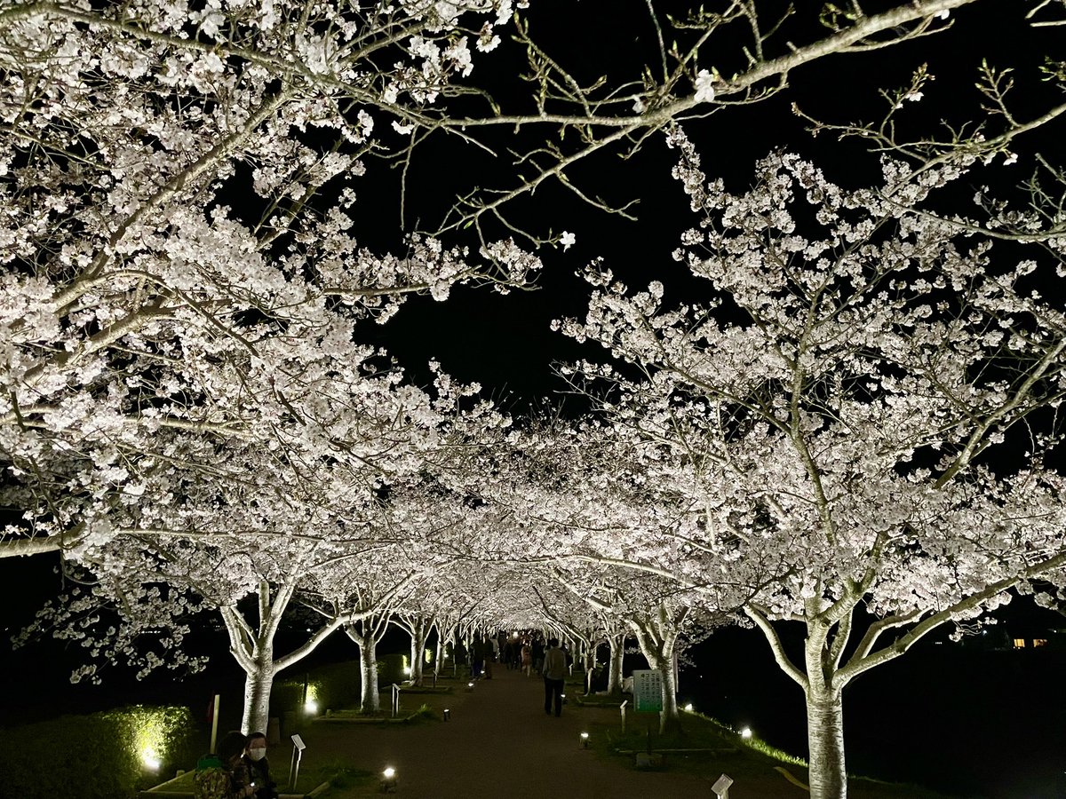 seikaitube's tweet photo. 昨日に引続き今日も仕事終わりに満開の夜桜*\(^o^)/*

#おの桜づつみ回廊 https://t.co/NdXQuIwKuN