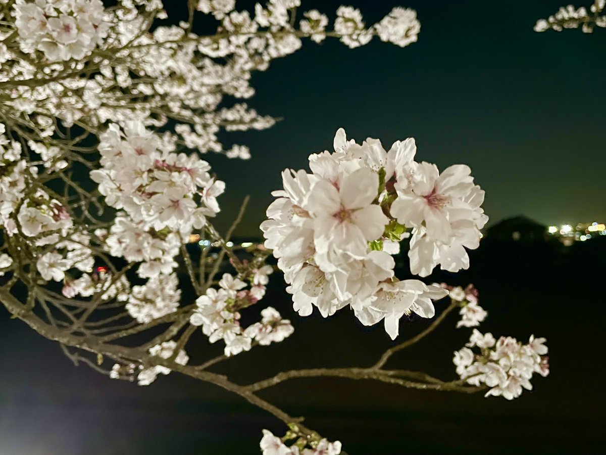 seikaitube's tweet photo. 昨日に引続き今日も仕事終わりに満開の夜桜*\(^o^)/*

#おの桜づつみ回廊 https://t.co/NdXQuIwKuN