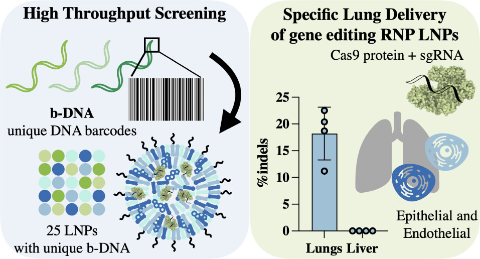 Mike Mitchell (@mjmitchell_lab) on Twitter photo Check out our latest in <a href="/acsnano/">ACS Nano</a> led by recent <a href="/MJMitchell_Lab/">Mike Mitchell</a> PhD grad Rebecca Haley in collaboration with <a href="/lab_davidson/">DAVIDSON LAB</a> on new lipid nanoparticles for in vivo lung delivery of CRISPR-Cas9 ribonucleoproteins for genome editing of clinical targets!
Link:
pubs.acs.org/doi/abs/10.102… Check out our latest in <a href="/acsnano/">ACS Nano</a> led by recent <a href="/MJMitchell_Lab/">Mike Mitchell</a> PhD grad Rebecca Haley in collaboration with <a href="/lab_davidson/">DAVIDSON LAB</a> on new lipid nanoparticles for in vivo lung delivery of CRISPR-Cas9 ribonucleoproteins for genome editing of clinical targets!
Link:
pubs.acs.org/doi/abs/10.102…