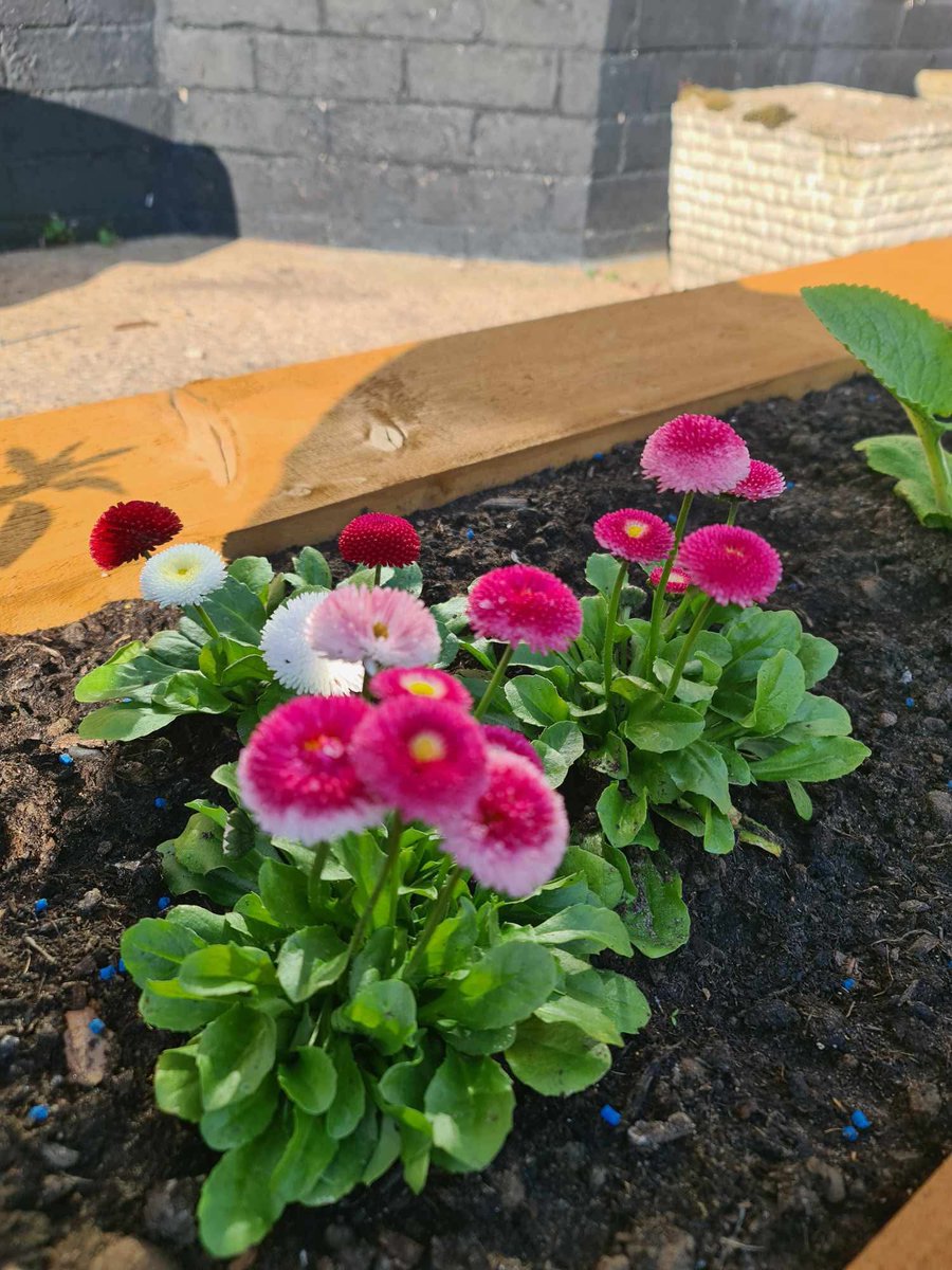 Chris watson #EverythingClifton 🥰 (@winker_watson) on Twitter photo First project of 2025, a chance to add more colour with added boarders. <a href="/homesandgardens/">Homes & Gardens</a> <a href="/GardenNewsmag/">Garden News</a> <a href="/TeleGardening/">Telegraph Gardening</a> First project of 2025, a chance to add more colour with added boarders. <a href="/homesandgardens/">Homes & Gardens</a> <a href="/GardenNewsmag/">Garden News</a> <a href="/TeleGardening/">Telegraph Gardening</a>
