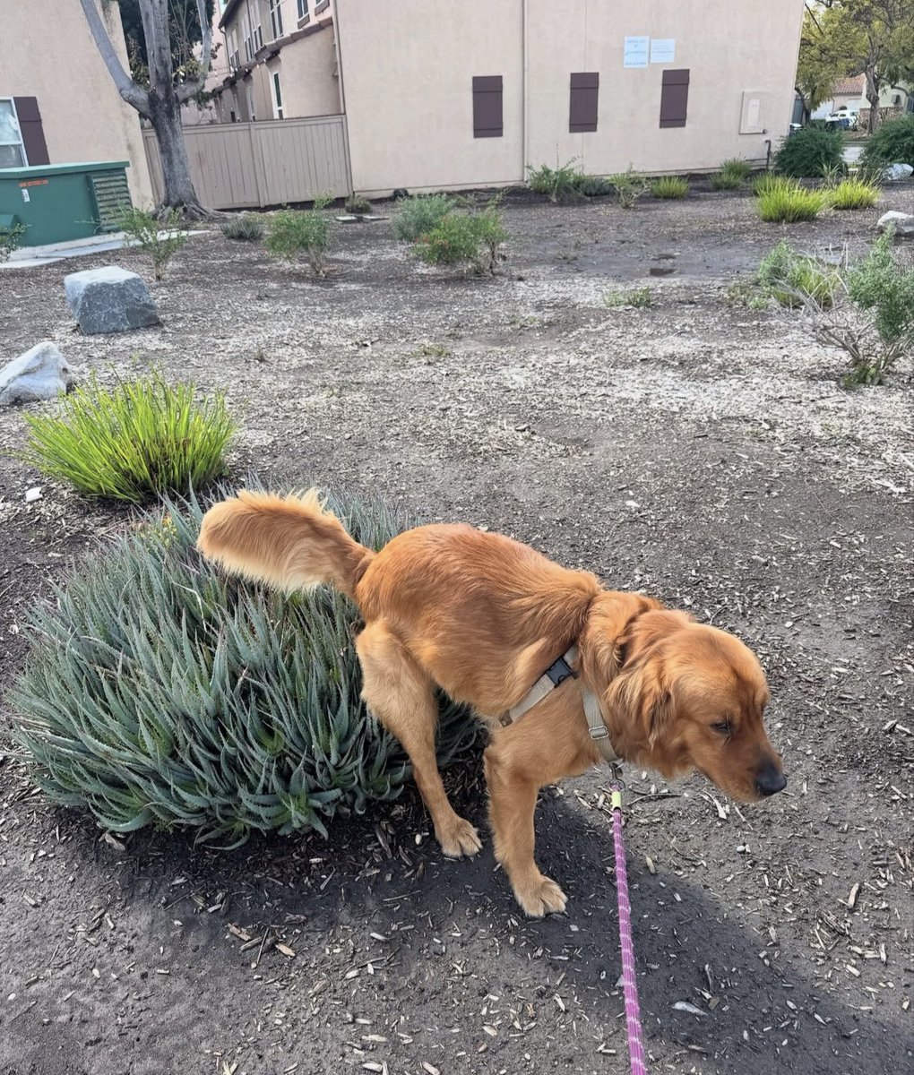 You are more than the worst thing you’ve ever done 
#poopingpooches #goldenretriever #dog #indoor #pooper #cutedog #whoops