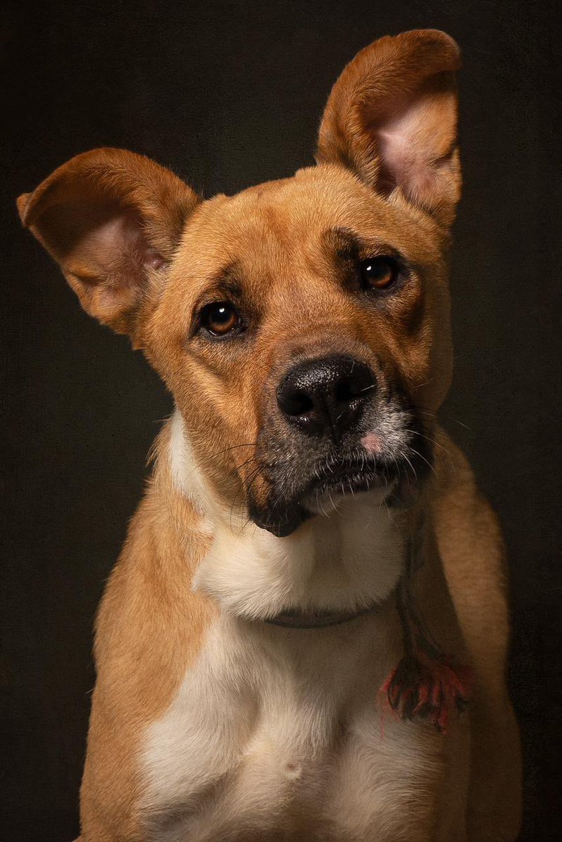 Soy Canela,una de las rescatadas de Hela.

Solo quiero una familia pero ninguna familia me quiere a mi 💔😔

Yo era una perrita comunitaria que sería envenenada o llevada al antirrábico si no me rescataban 🥺
Llevo varios meses en espera de ser adoptada pero no he tenido suerte.