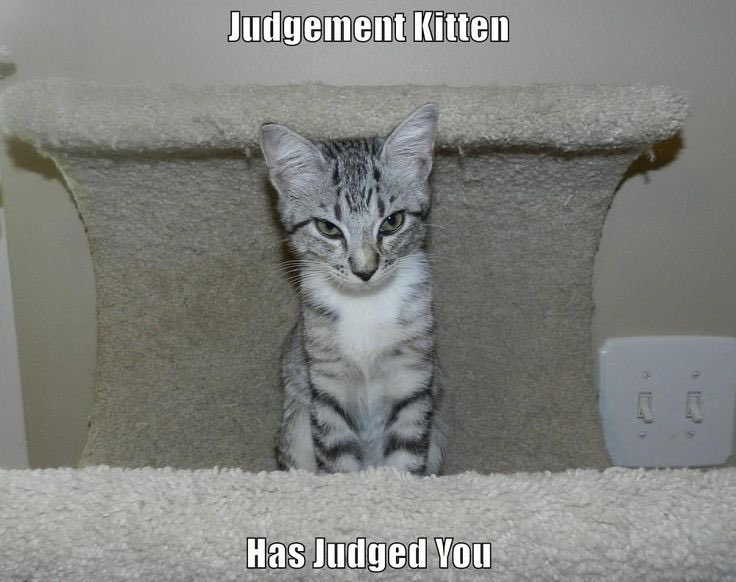 Mr Bo The Cat tweet media