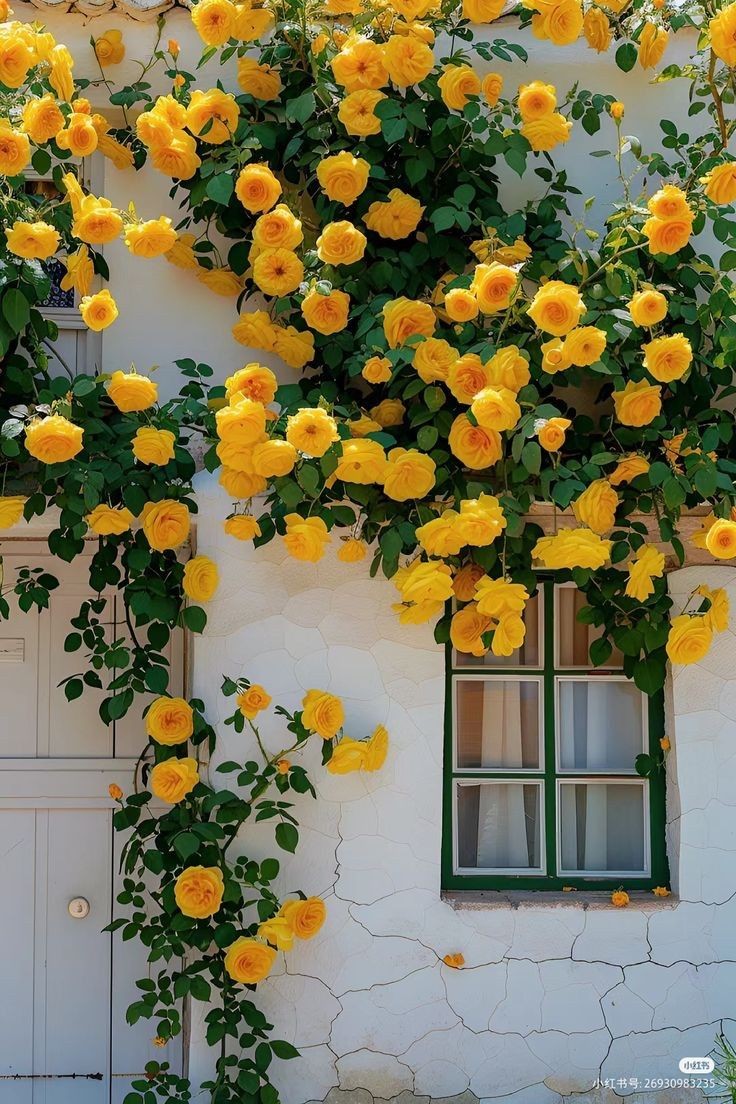 DailyFlowersX's tweet photo. https://t.co/6x0FXFYfja