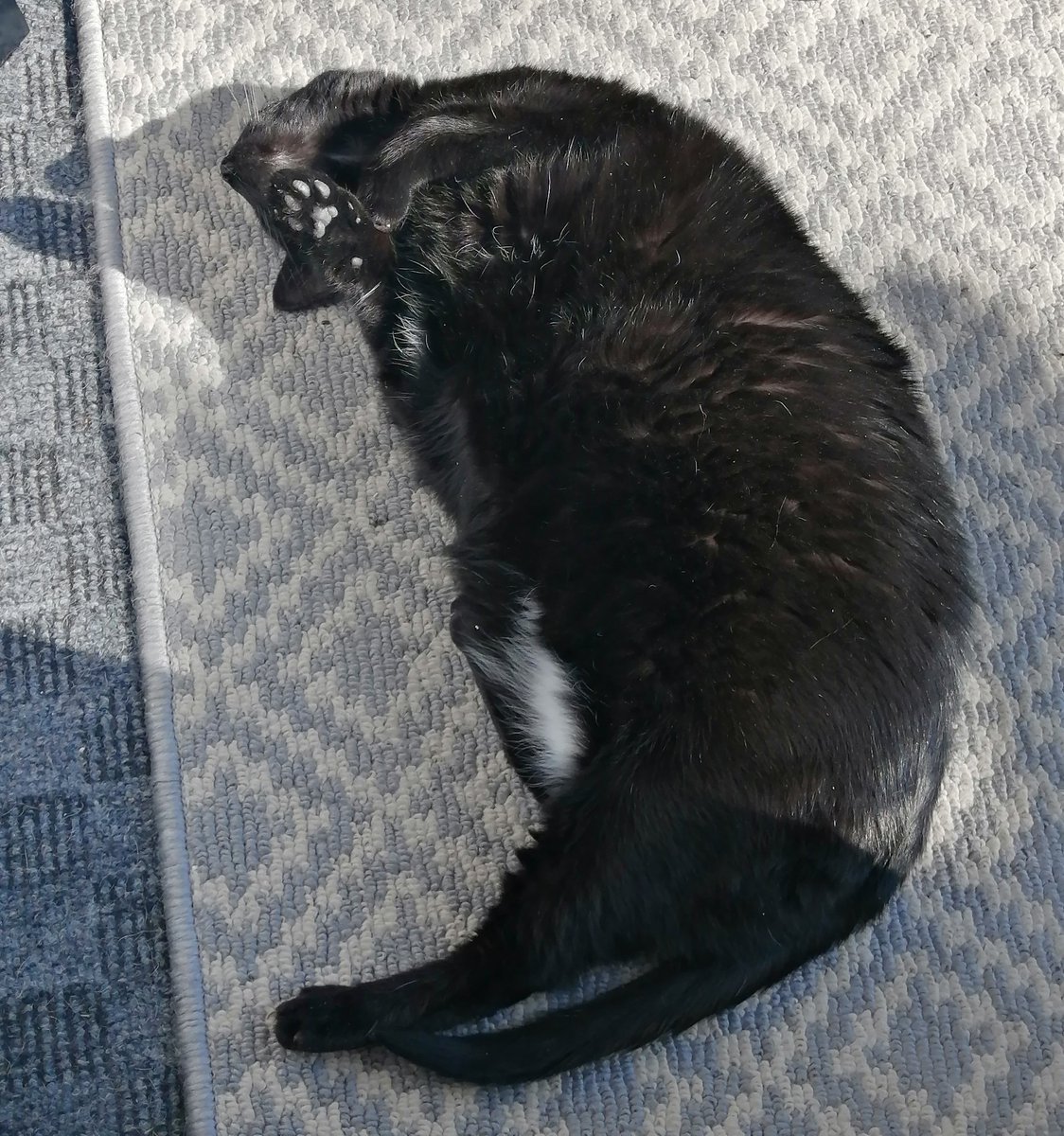 Carpet seal 🦭 in the sun