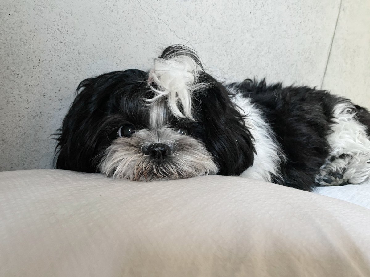 chame_bill's tweet photo. 待望の犬がやってきたとて
勝手に体調は良くならないし
モラトリアムから脱出できる気配もなし
毎日をおかしがるって難易度高すぎる
がんばれ人間　犬は最高 https://t.co/IRpjLwiljx