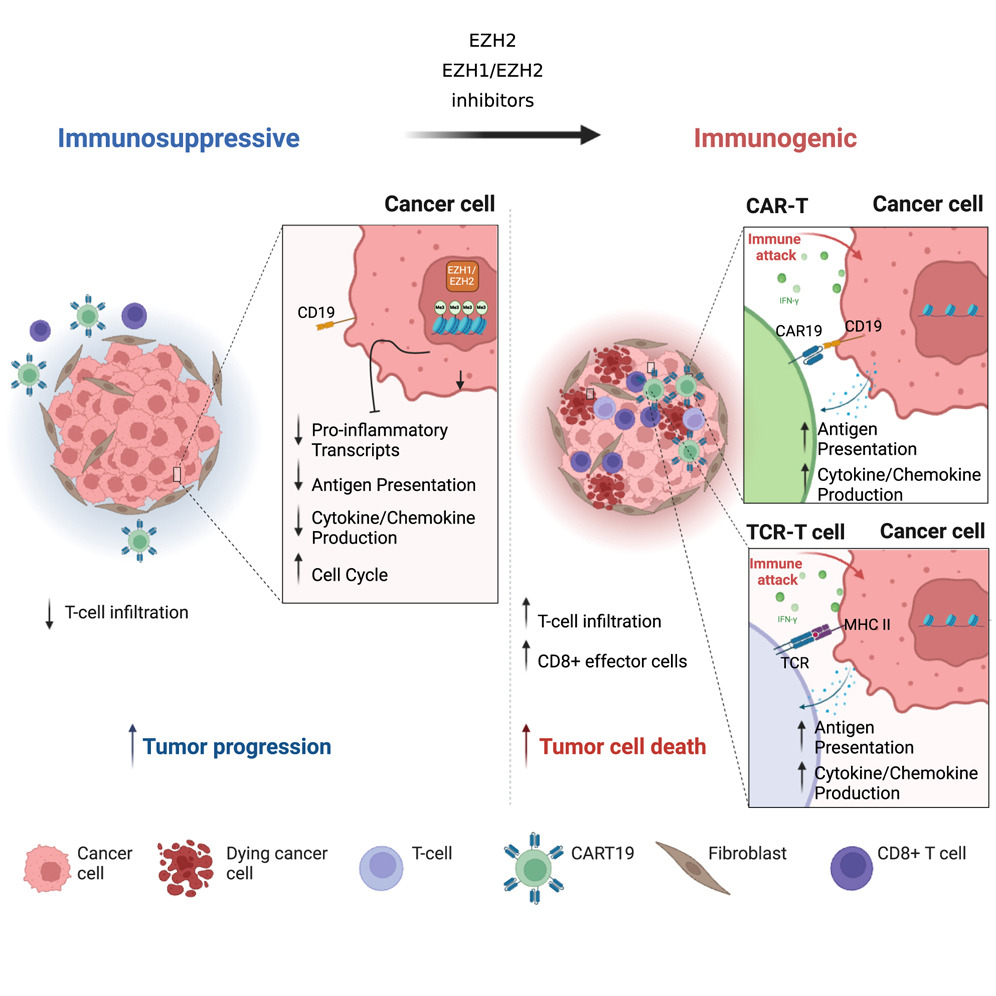 Penn Medicine CSO (@pennmedcso) on Twitter photo New research out in <a href="/Cancer_Cell/">Cancer Cell</a> finds that EZH1/EZH2 inhibition enhances adoptive T cell immunotherapy against multiple cancer models ft. <a href="/PatriziaPorazzi/">Patrizia Porazzi</a>, Siena Nason & <a href="/MarcoRuella/">Marco Ruella</a> (<a href="/PennCancer/">Penn Medicine - Abramson Cancer Center</a>) <a href="/RuellaLab/">Ruella Lab</a> cell.com/cancer-cell/fu… New research out in <a href="/Cancer_Cell/">Cancer Cell</a> finds that EZH1/EZH2 inhibition enhances adoptive T cell immunotherapy against multiple cancer models ft. <a href="/PatriziaPorazzi/">Patrizia Porazzi</a>, Siena Nason & <a href="/MarcoRuella/">Marco Ruella</a> (<a href="/PennCancer/">Penn Medicine - Abramson Cancer Center</a>) <a href="/RuellaLab/">Ruella Lab</a> cell.com/cancer-cell/fu…