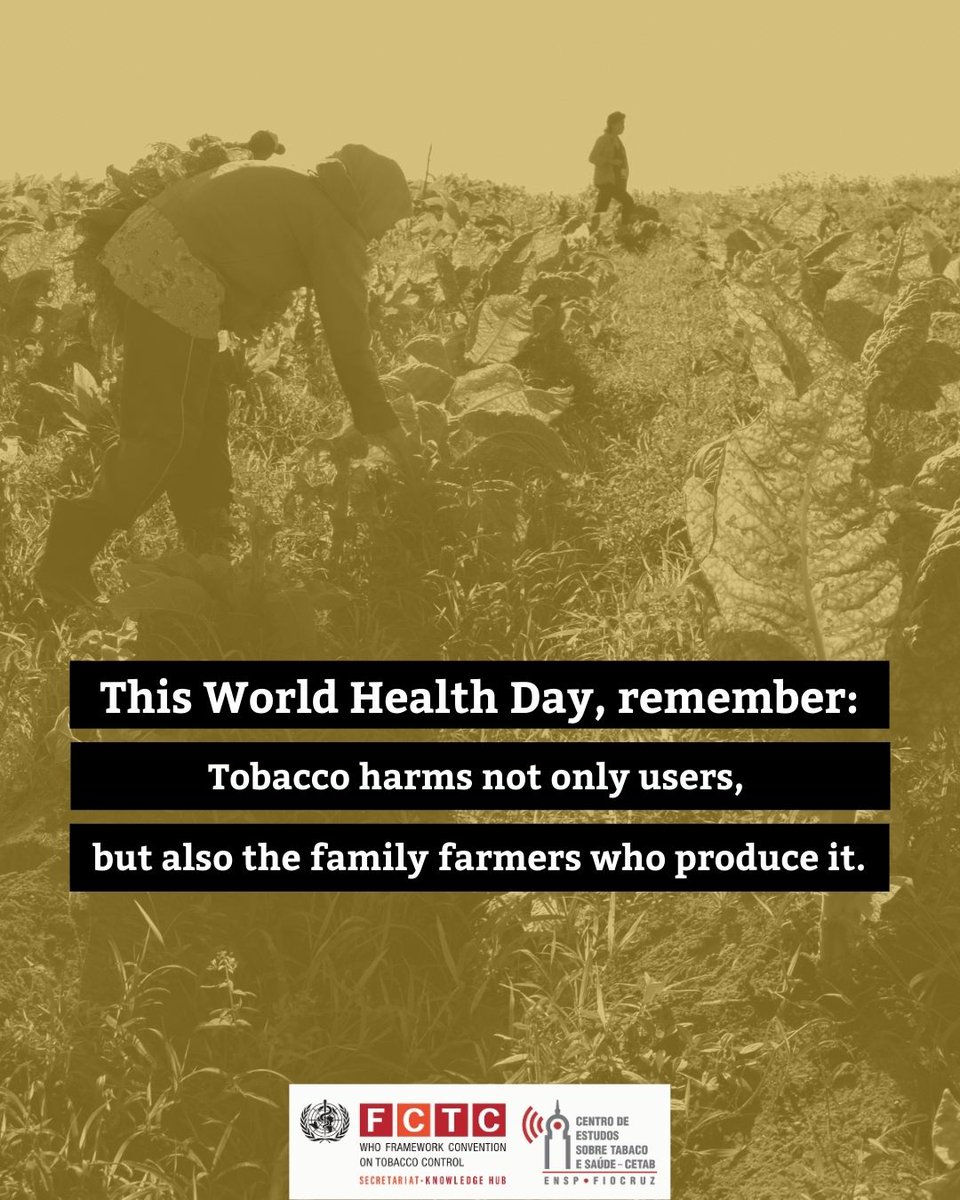 Tobacco farmers are exposed to health issues such as Green Tobacco Sickness and pesticide poisoning. Child labor also remains widespread in tobacco-growing regions, exposing children to the same risks as adults.
+
