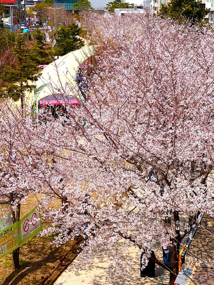 트친들 벚꽃봐 ( ᴖ  ·̫  ᴖ⸝⸝ )੭🤍