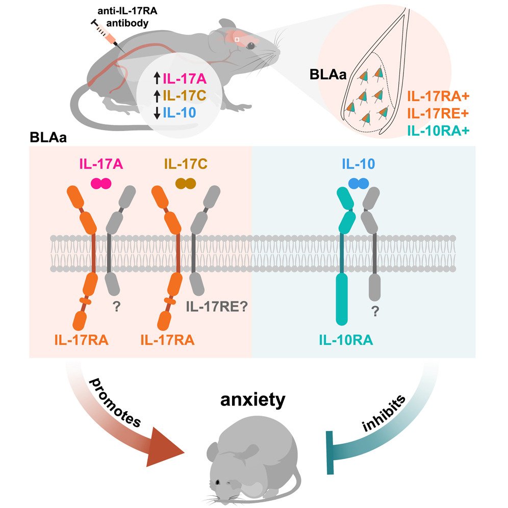 Inflammatory and anti-inflammatory cytokines bidirectionally modulate amygdala circuits regulating anxiety: <a href="/CellCellPress/">Cell</a>  cell.com/cell/fulltext/…