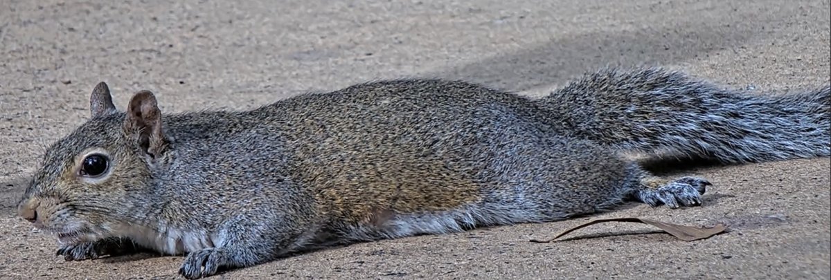 Well, it's officially mama raccoon season AND sploot season! Springtime is such a wonderful time of the year! #crittervision #squirrelsploot #raccoons