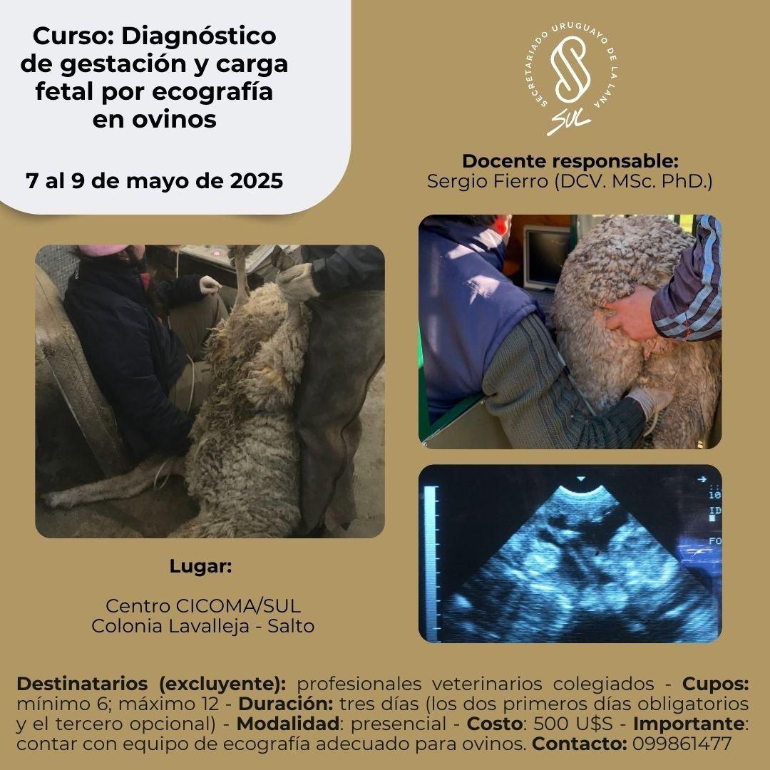 SUL_uy's tweet photo. 📑 Curso "Diagnóstico de gestación y carga fetal por ecografía en ovinos" 🔔 Inscripciones abiertas - Cupos limitados ✅ Temáticas:  equipamientos, imágenes e instalaciones - actividades en bretes - manejo sanitario, nutricional y general de la majada - pérdidas reproductivas. 🐑 https://t.co/LJbWOfWLYx