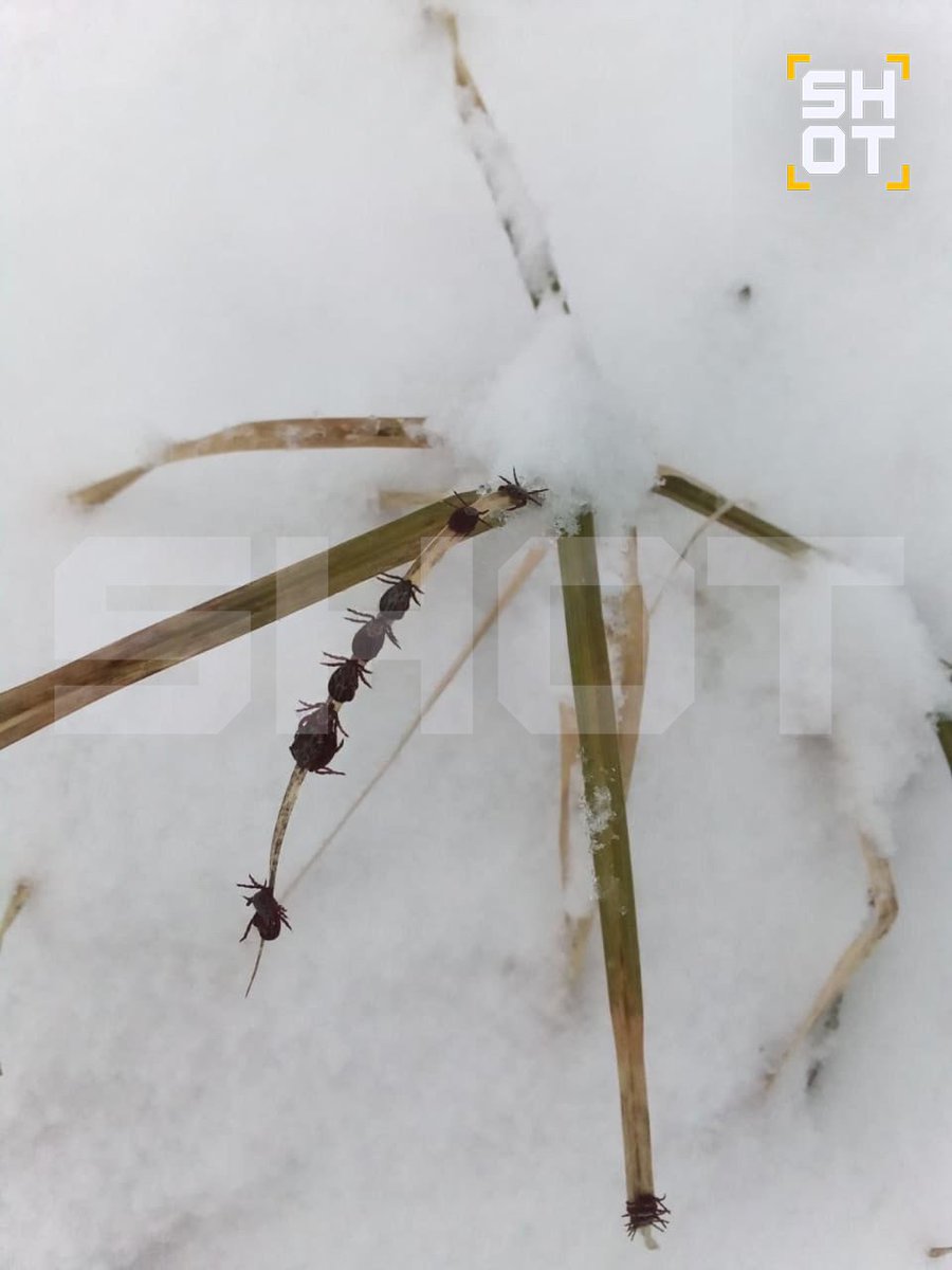 В Нижегородской области после внезапного снегопада клещи собрались обсудить, какие они лохи.