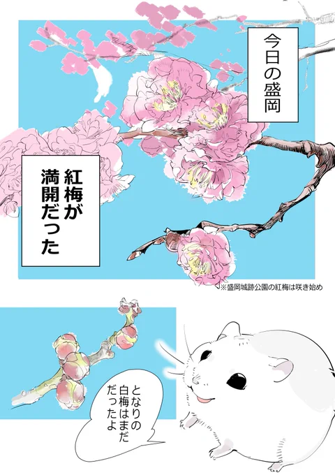 スーパーローカルはむちゃん 