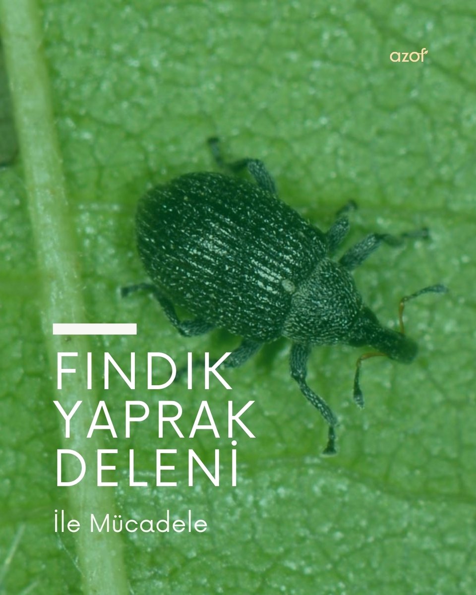AzofOrganik's tweet photo. Sevgili üreticilerimiz 👩‍🌾🧑‍🌾
🌰 Fındık Yaprak Deleni Zararlısı, mart ayından itibaren görülmeye başlar ve nisan ayı boyunca yumurta bırakmaya devam eder.

Nisan ayı tarım bültenimize bağlantıya tıklayarak ulaşabilirsiniz.
https://t.co/wB4G1BY3Zv

#azof #fındık #tarım #organik https://t.co/hAmuGjFYzc