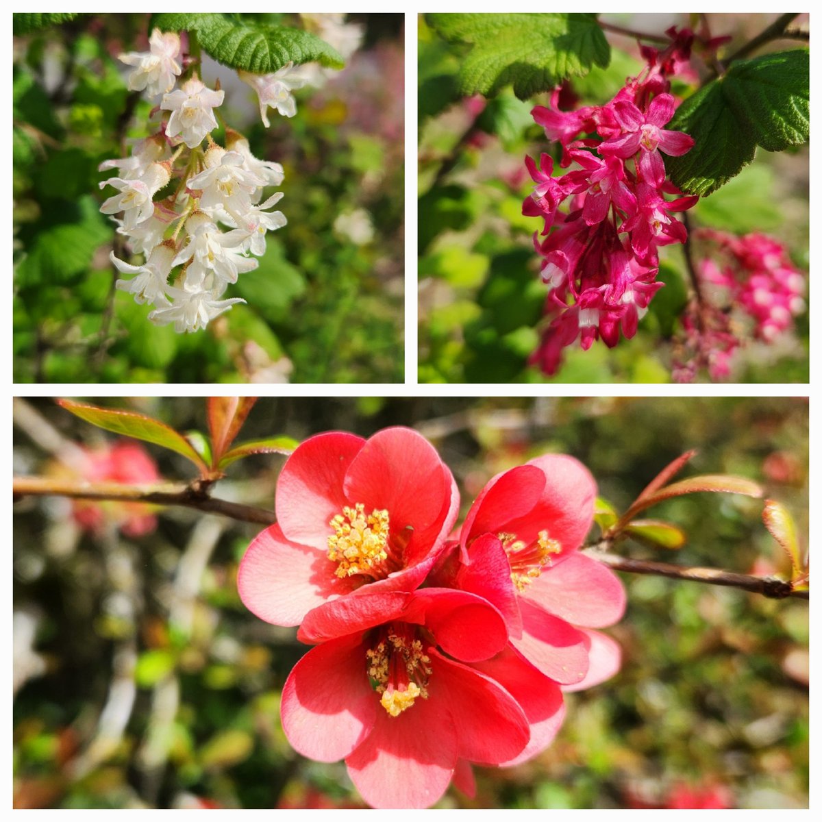 AntonSArkhipov's tweet image. You can see the lovely cherry blossoms @UW. So pretty.
Or, you can check out the suburbs, where orchards used to be. There are still plenty of cherries and other trees. No crowds, and the blossoms are beautiful. Or, you can enjoy both places!
#uwcherryblossoms