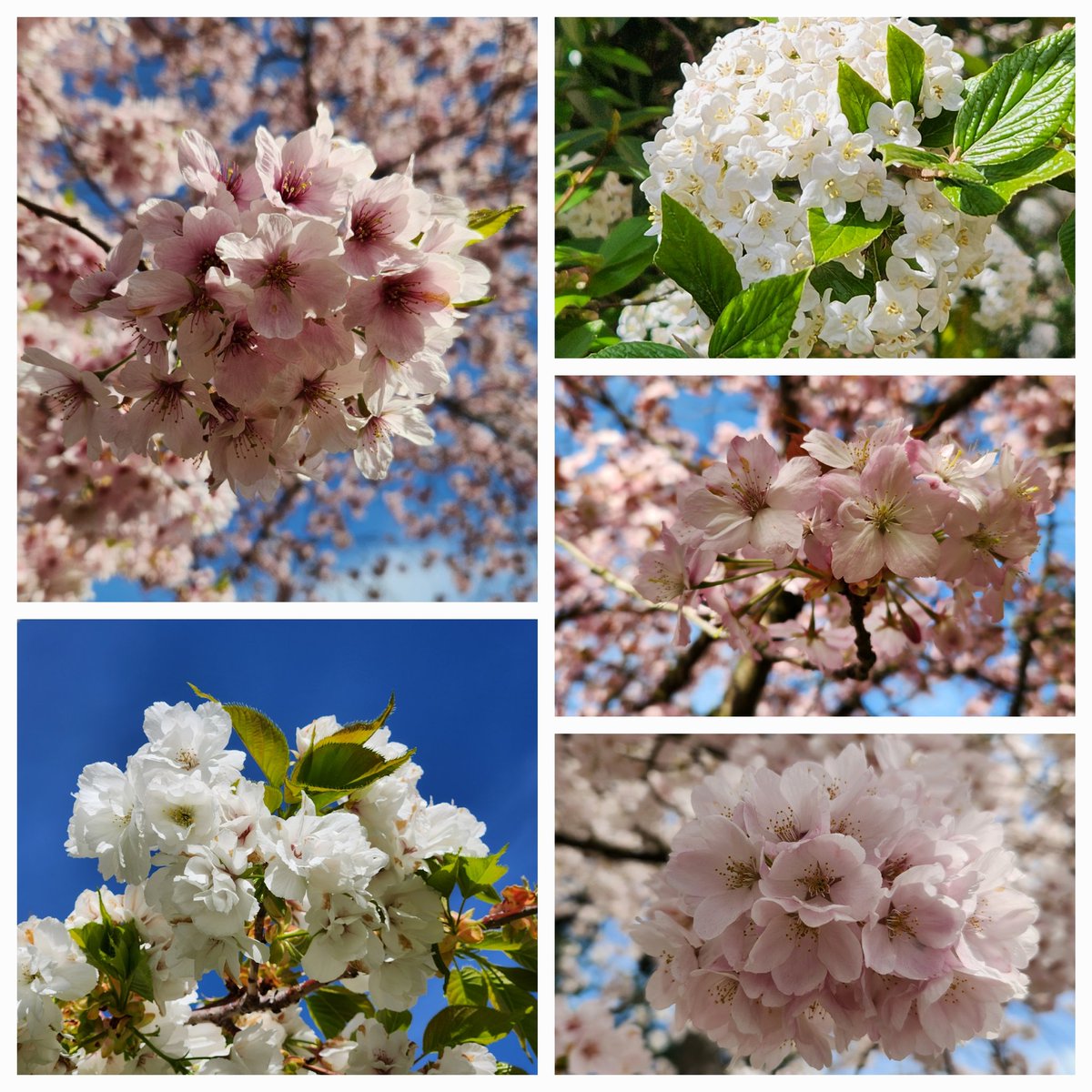 AntonSArkhipov's tweet image. You can see the lovely cherry blossoms @UW. So pretty.
Or, you can check out the suburbs, where orchards used to be. There are still plenty of cherries and other trees. No crowds, and the blossoms are beautiful. Or, you can enjoy both places!
#uwcherryblossoms