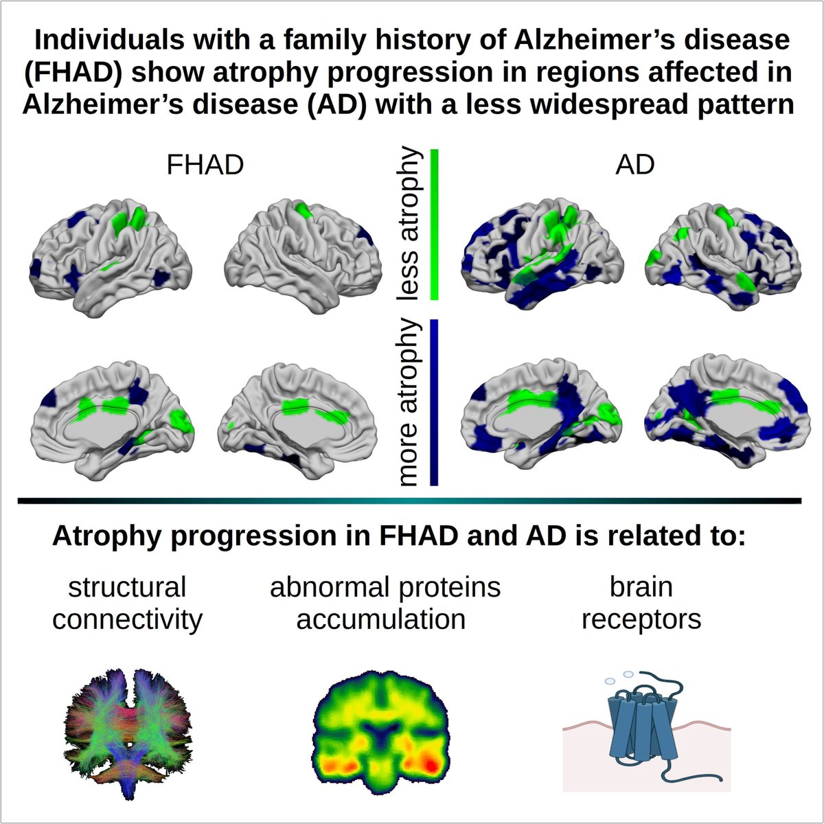 @BrainComms (@braincomms) on Twitter photo Tremblay et al. report similar, but less severe atrophy progression in individuals with Alzheimer's family history. It follows brain structural connections. Read: buff.ly/qfz9gCg <a href="/Christina3mblay/">Christina_Tremblay</a> <a href="/ShadyRahayel/">Shady Rahayel</a> <a href="/mnrajah/">Dr. M. Natasha Rajah, PhD 🇨🇦</a> @ndrewvo <a href="/sylv_villeneuve/">Sylvia Villeneuve</a> @FilipKMorys @alain_dagher Tremblay et al. report similar, but less severe atrophy progression in individuals with Alzheimer's family history. It follows brain structural connections. Read: buff.ly/qfz9gCg <a href="/Christina3mblay/">Christina_Tremblay</a> <a href="/ShadyRahayel/">Shady Rahayel</a> <a href="/mnrajah/">Dr. M. Natasha Rajah, PhD 🇨🇦</a> @ndrewvo <a href="/sylv_villeneuve/">Sylvia Villeneuve</a> @FilipKMorys @alain_dagher