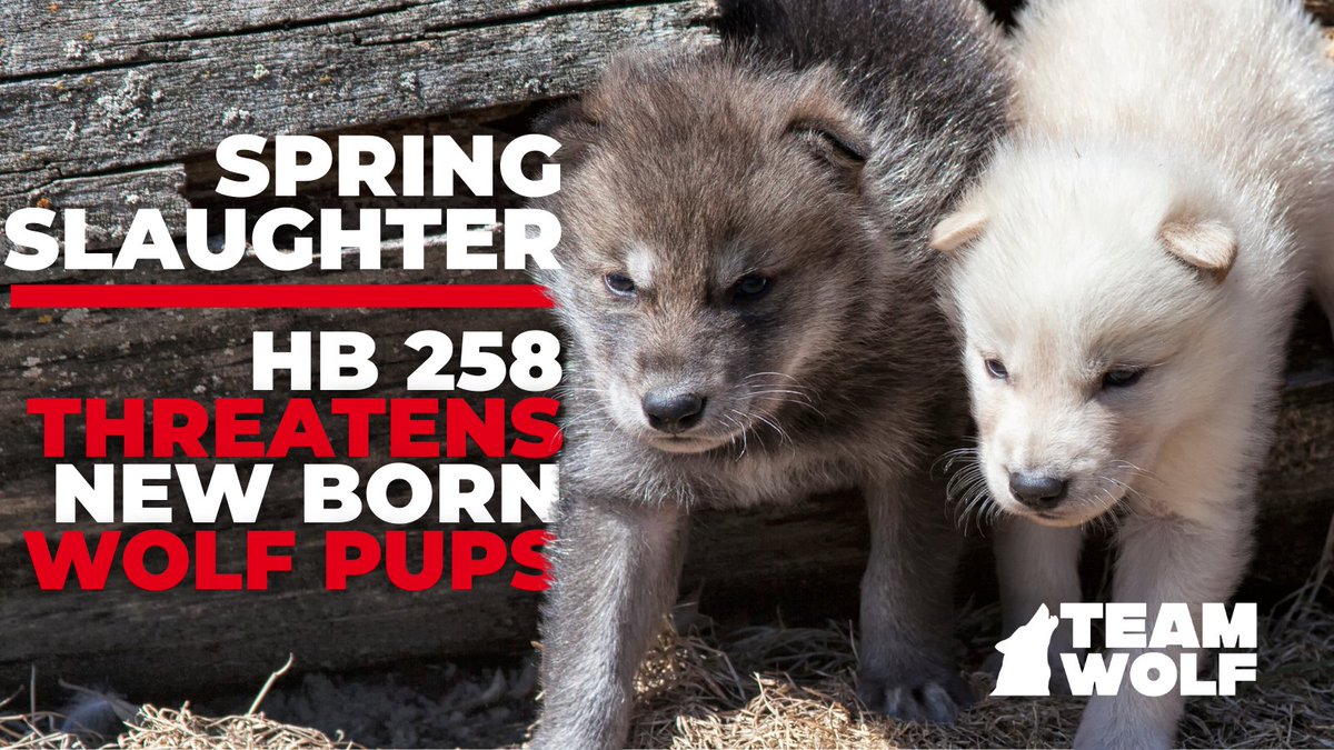teamwolf_org's tweet image. Montana HB 258 threatens wolf pups! By extending hunting into spring/summer breeding season, this bill risks denning, orphaning, &amp;amp; jeopardizing future generations. #TeamWolf opposes this irresponsible move.