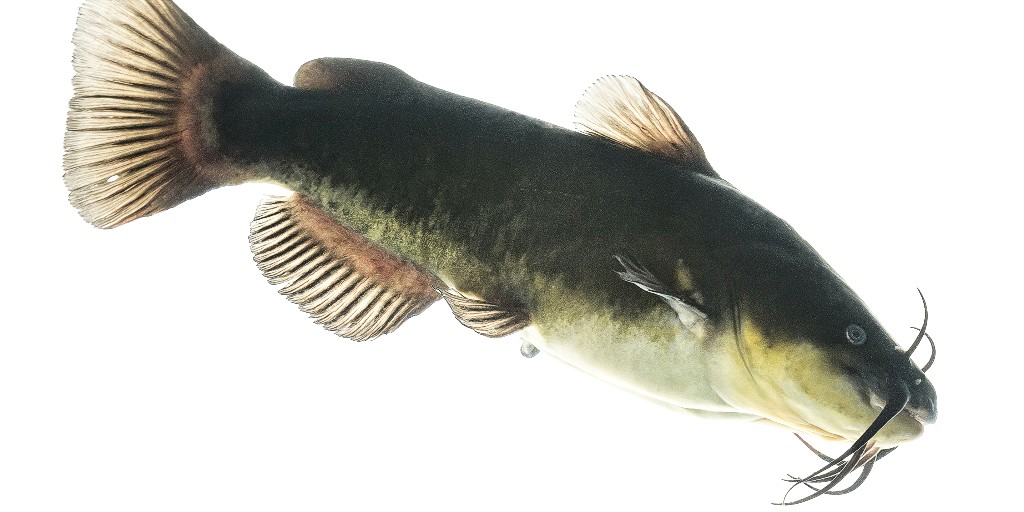 It's time to catch the latest podcast episode of Fish of the Week! Katrina and Guy dig into one of America's catfish groups: the bullheads! fws.gov/fish-of-the-we…

Get out there and live with, live from, discover and enjoy #AllTheFish 🐟🎣

Black Bullhead 📷 Sam Stukel/USFWS
