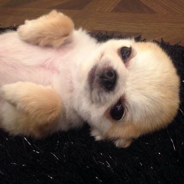 저 초딩때 이모가 치와와를 키우셧는데 
그 아이는 저를 정말 잘 따랏어요
맨날 미소를 짓고
부들부들 배를 내어주고
맨날 제 옆에 누워잇고 
제가 울면 다가와주고..
제가 입에 강아 다리를 넣어도 그냥 한숨만 쉬고
한번도 저를 안물엇어요
그래서 전 오랫동안
치와와가 순한 종인 줄 알앗답니다