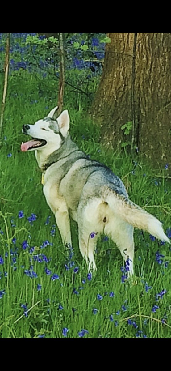 FionaHarrybear's tweet photo. Bella Wolf in the bluebells https://t.co/UCav7FFEYT