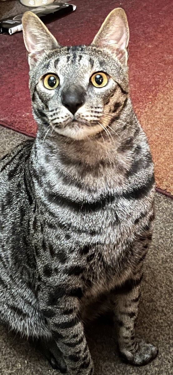 FionaHarrybear's tweet photo. It wasn’t me mum….Bella did it! https://t.co/YnhywoBRv6