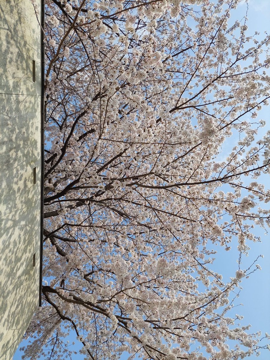 komachi01260206's tweet photo. ジョンヒョン、お誕生日おめでとう。
🌸が満開だよ～
#HAPPY_JJONG_DAY
#종현이의_서른다섯번째_봄 https://t.co/udEID676DP