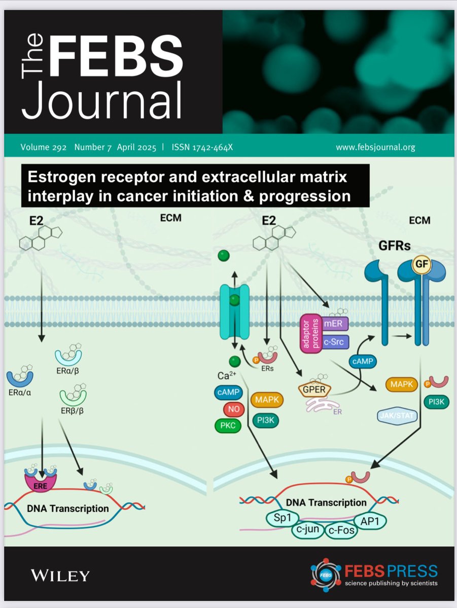 Nikos Karamanos (@karamanos_nikos) on Twitter photo Cover Illustration of the <a href="/FEBSJournal/">The FEBS Journal</a> just released: Mechanisms of estradiol-activated signaling pathways. Image created ⦠by ā¦<a href="/karamanos_nikos/">Nikos Karamanos</a>ā© and colleagues, ā¦<a href="/IntSocMatBio/">ISMB</a> <a href="/ecmlab_upatras/">ECM Lab UPatras</a> Details in the link:
onlinelibrary.wiley.com/doi/10.1111/fe⦠Cover Illustration of the <a href="/FEBSJournal/">The FEBS Journal</a> just released: Mechanisms of estradiol-activated signaling pathways. Image created ⦠by ā¦<a href="/karamanos_nikos/">Nikos Karamanos</a>ā© and colleagues, ā¦<a href="/IntSocMatBio/">ISMB</a> <a href="/ecmlab_upatras/">ECM Lab UPatras</a> Details in the link:
onlinelibrary.wiley.com/doi/10.1111/feā¦