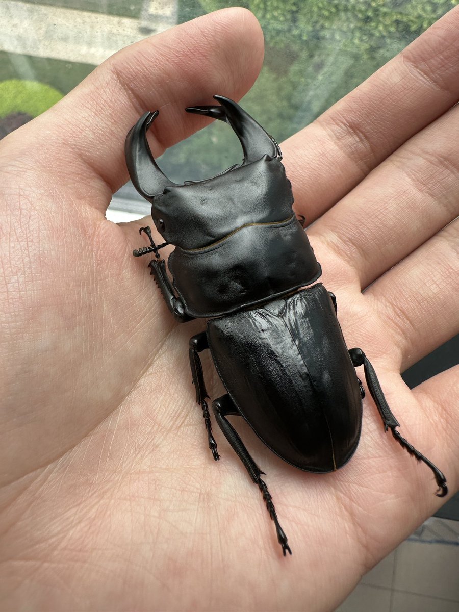 Qi (@qi_hopei) on Twitter photo 