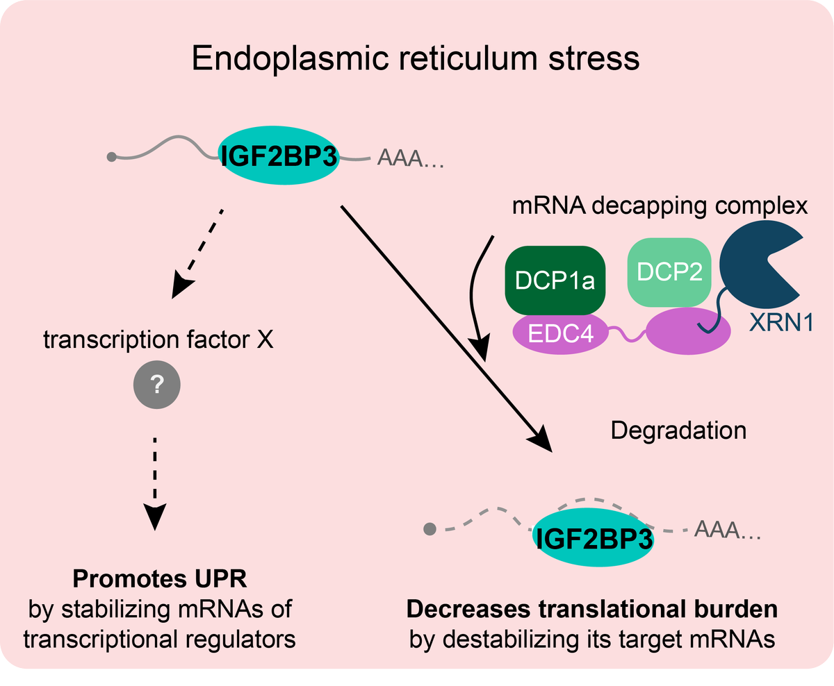 alessandrick's tweet photo. 1/ Happy to share the core of my PhD project—just posted on BioRxiv!🚨We uncover a novel role for IGF2BP3 in regulating the cellular response to the endoplasmic reticulum (ER) stress – the unfolded protein response (UPR). Thread 🧵 (1/7) ⬇️
 https://t.co/aehDPMdHj6 https://t.co/jhk8qRi6J0