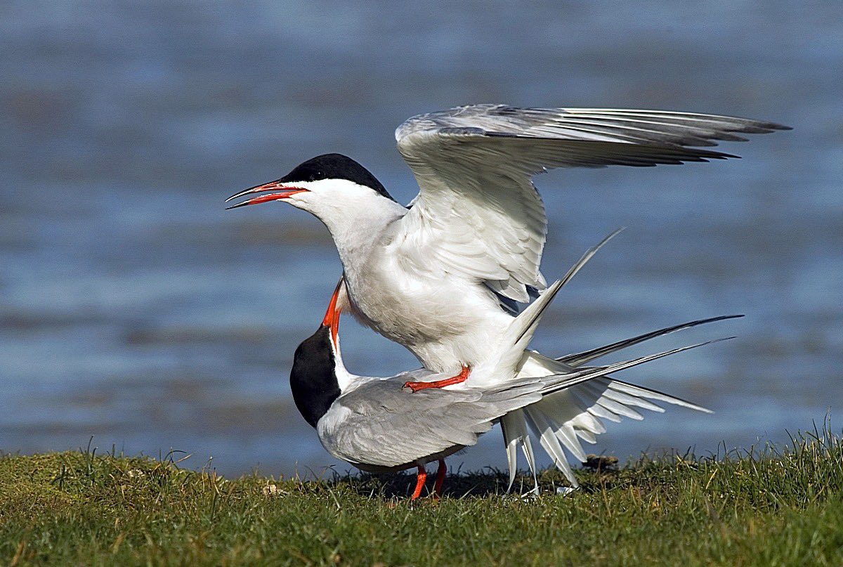 MarcGuyt's tweet image. New blog online on @vogelnieuws - this time on bird photography travels in my own country, especially to Texel!
Stunning place for birds and bird photography.
vogelbescherming.nl/actueel/berich…