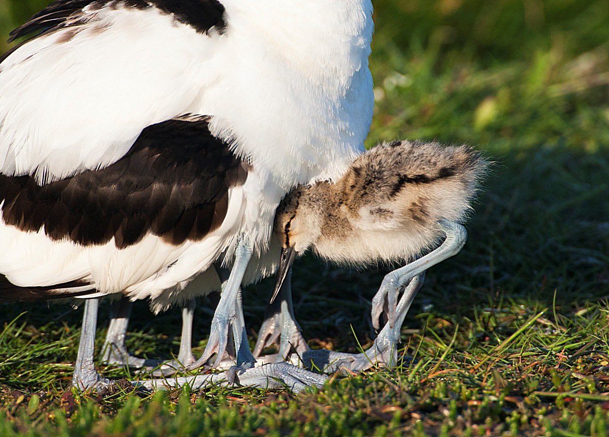 MarcGuyt's tweet image. New blog online on @vogelnieuws - this time on bird photography travels in my own country, especially to Texel!
Stunning place for birds and bird photography.
vogelbescherming.nl/actueel/berich…