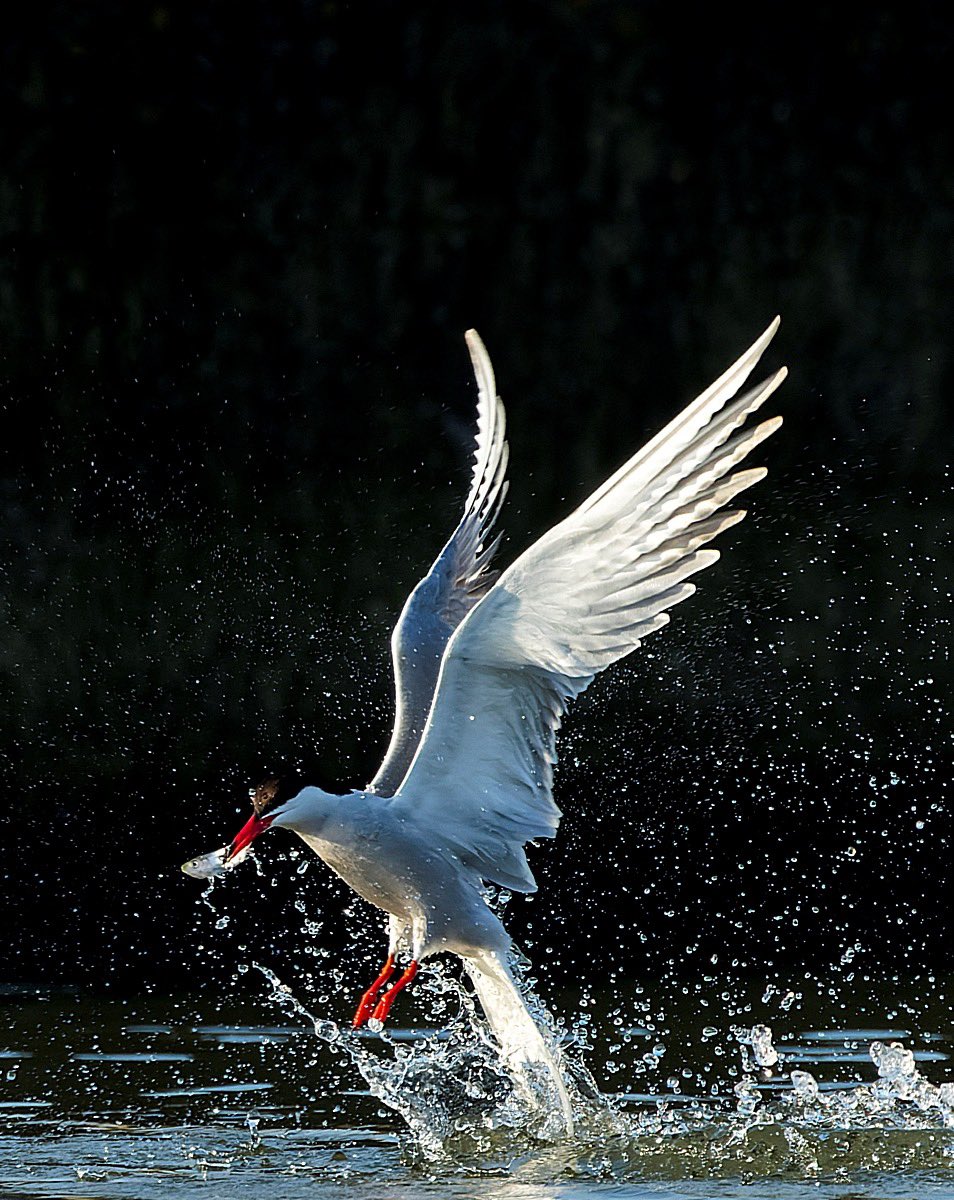 MarcGuyt's tweet image. New blog online on @vogelnieuws - this time on bird photography travels in my own country, especially to Texel!
Stunning place for birds and bird photography.
vogelbescherming.nl/actueel/berich…