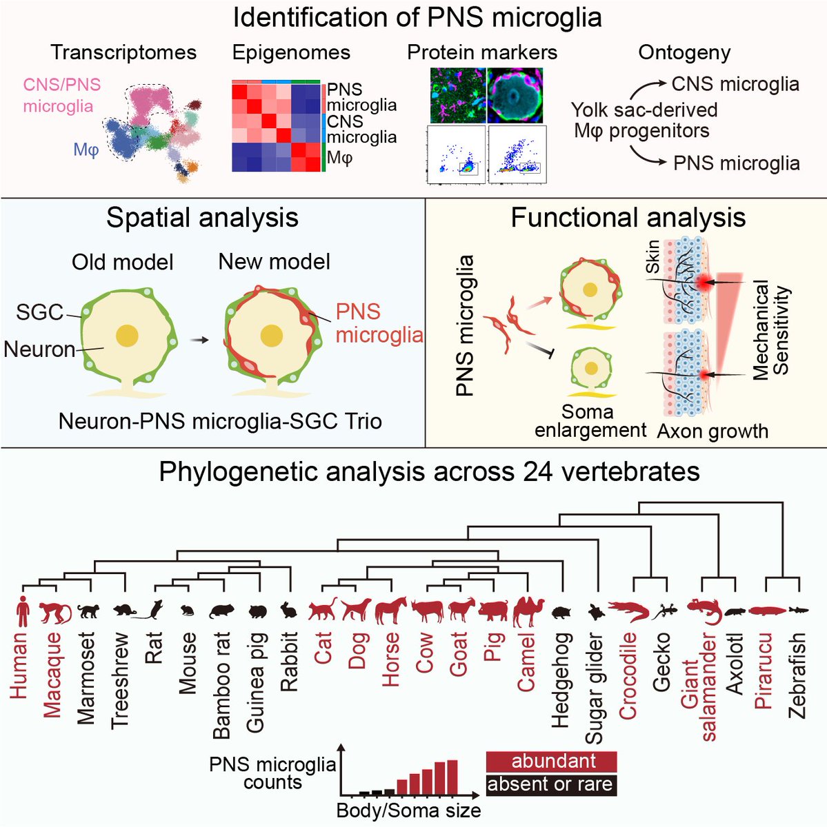 Proud to share our latest <a href="/CellCellPress/">Cell</a> paper. We present a novel immune population termed PNS microglia that regulate neuronal soma size throughout evolution. cell.com/cell/abstract/… #Microglia#PNS#NeuronalSomaSize#Macrophage#BodySize#Neuroimmunology#Evolution (1/8)