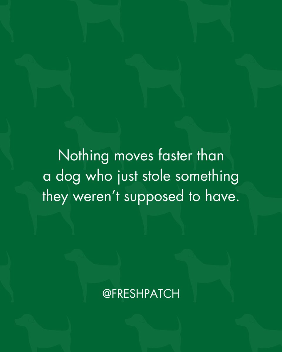 One second it’s there, the next it’s gone. 🐾💨⁠
⁠
#FreshPatch #DogParentProblems #SockThief