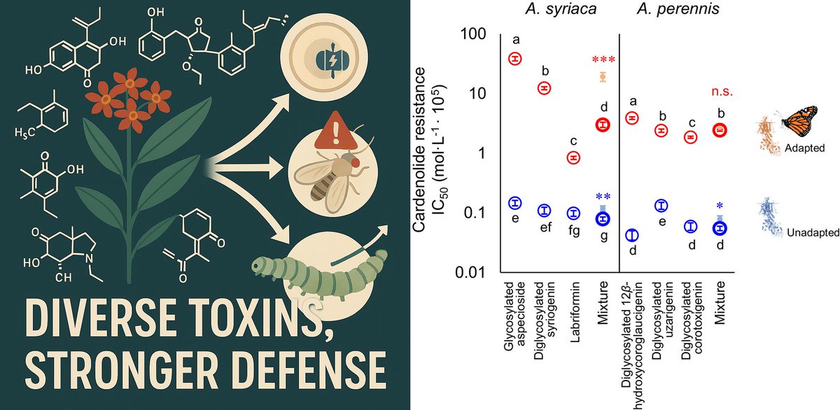 Ajwal Dsouza (@dsouzaajwal) on Twitter photo Diversity of toxins strengthens plant defenses against herbivores
<a href="/XGoldar/">Xosé López-Goldar</a> <a href="/AmyPHastings/">Amy Hastings</a> <a href="/Chemistophe/">Christophe Duplais 🧪🪲🌾⌬ @chemistophe.bsky.socia</a> <a href="/anuragasclepias/">Anurag Agrawal</a> <a href="/PNASNews/">PNASNews</a>
🧵 1/9 Diversity of toxins strengthens plant defenses against herbivores
<a href="/XGoldar/">Xosé López-Goldar</a> <a href="/AmyPHastings/">Amy Hastings</a> <a href="/Chemistophe/">Christophe Duplais 🧪🪲🌾⌬ @chemistophe.bsky.socia</a> <a href="/anuragasclepias/">Anurag Agrawal</a> <a href="/PNASNews/">PNASNews</a>
🧵 1/9