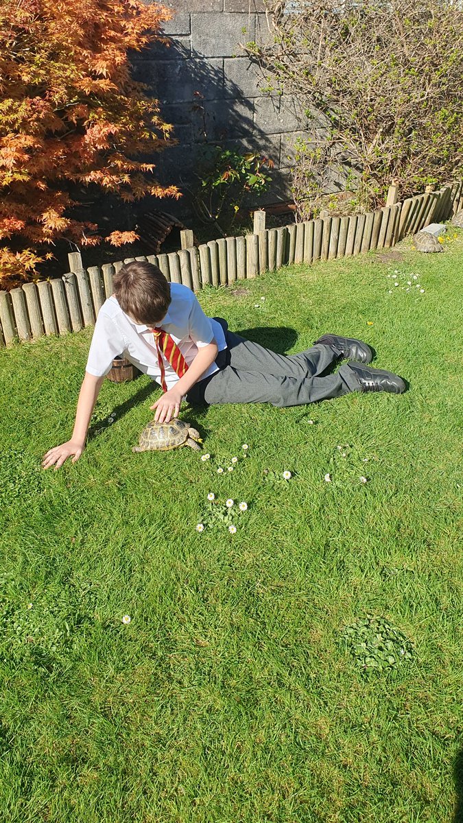After collecting dandelions this morning we went to treat our neighbours Tortoises 🌼 Alway fascinating, funny characters 🐢 #community #kindness #thankful <a href="/EarlyWales/">Early Years Wales</a> @PACEYCymru <a href="/PlayWales/">Play Wales</a> <a href="/SocialCareWales/">Social Care Wales</a> <a href="/WeCareWales/">WeCareWales</a>