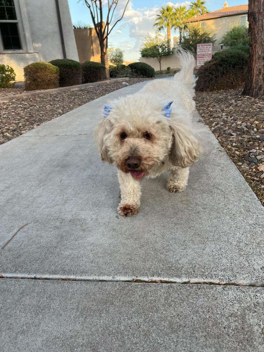 SWMaybelline's tweet photo. https://t.co/fF5ouUrPFd
Leo the Lab report: Big Sister Mixi-Pie has healed from her torn ACL. It took about a year for her to walk and run, but she's regained her old energy and forgiven me for the pain I caused.
#tornACL #RecoveryPhrase #healing #labrador #Forgiveness https://t.co/NZALMswCFH