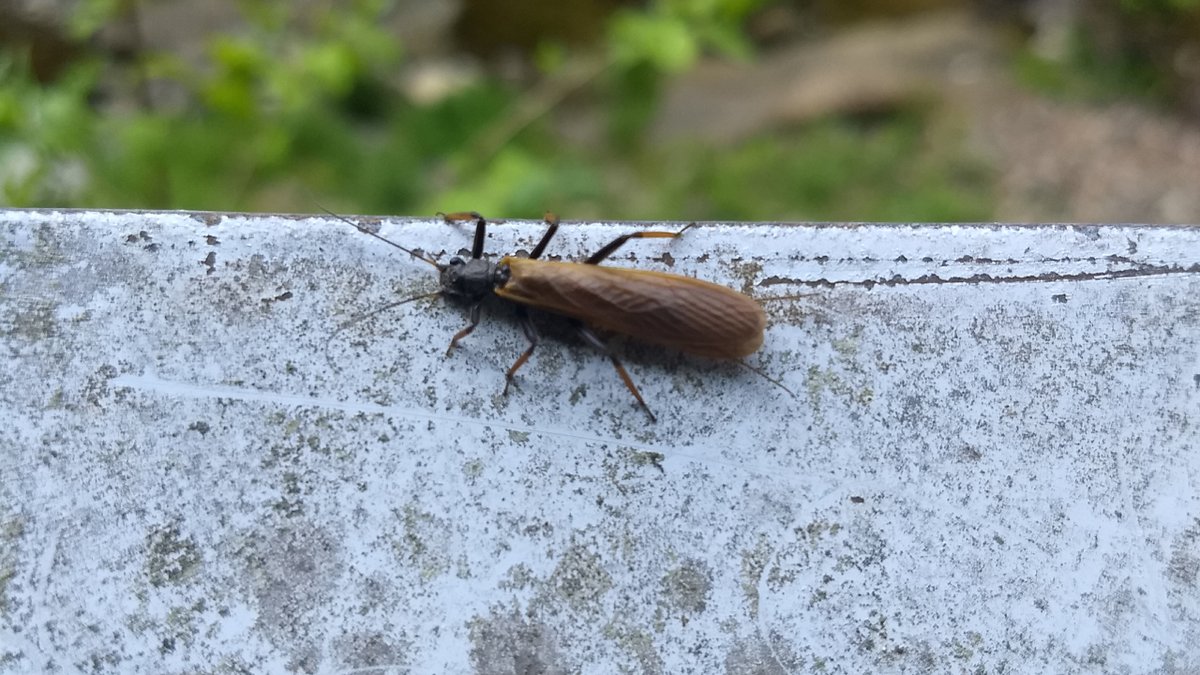 Proyecto buscará evaluar la diversidad genética de insectos dulceacuícolas

ciencias.ucsc.cl/noticias/proye…